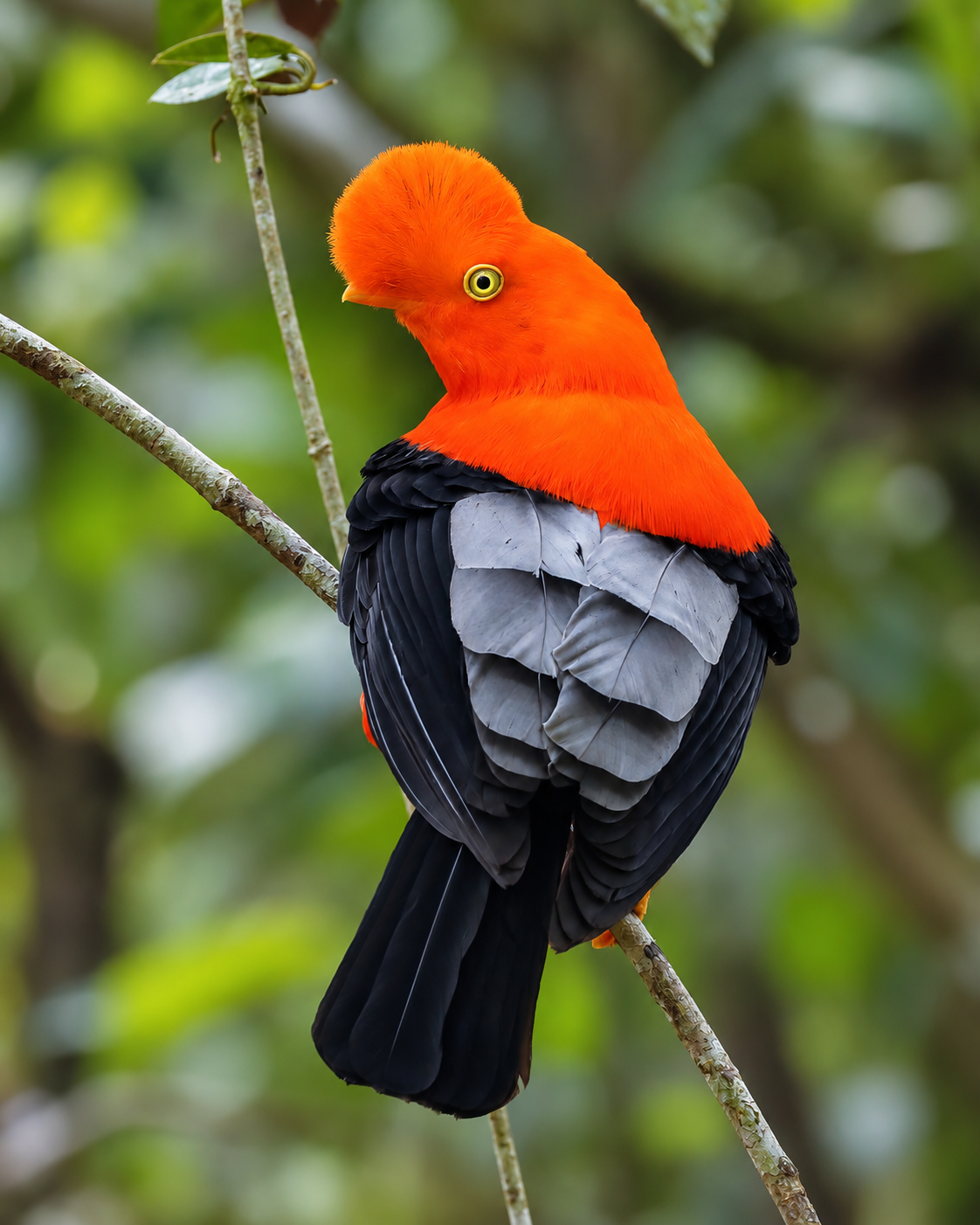 Gallito de la Peña en Reserva Buglas