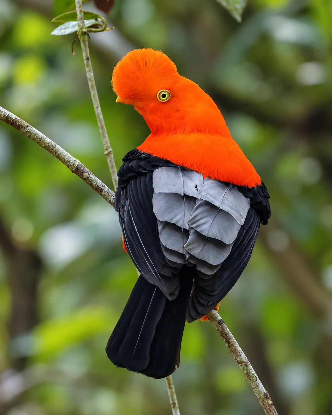 Observación de aves en Limón Indanza